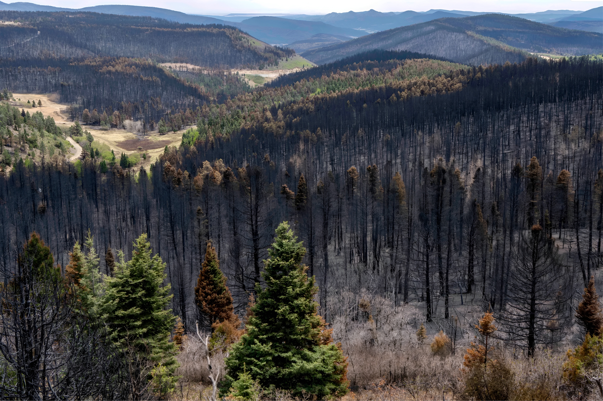 Northern New Mexico — forest landscape in the project area